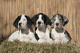DOGUE ALLEMAND 621